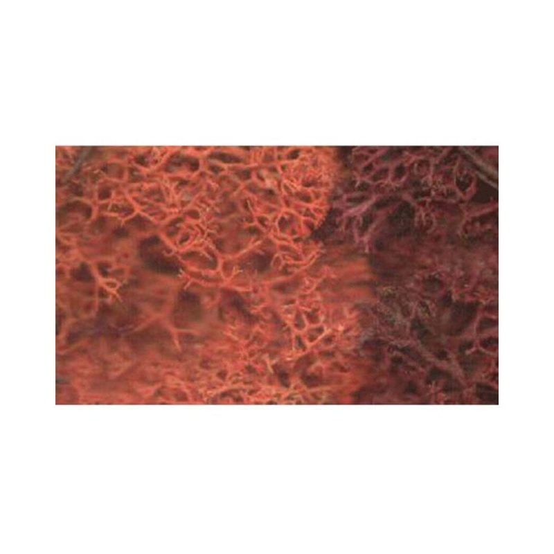 Javis Gold Lichen JGLS