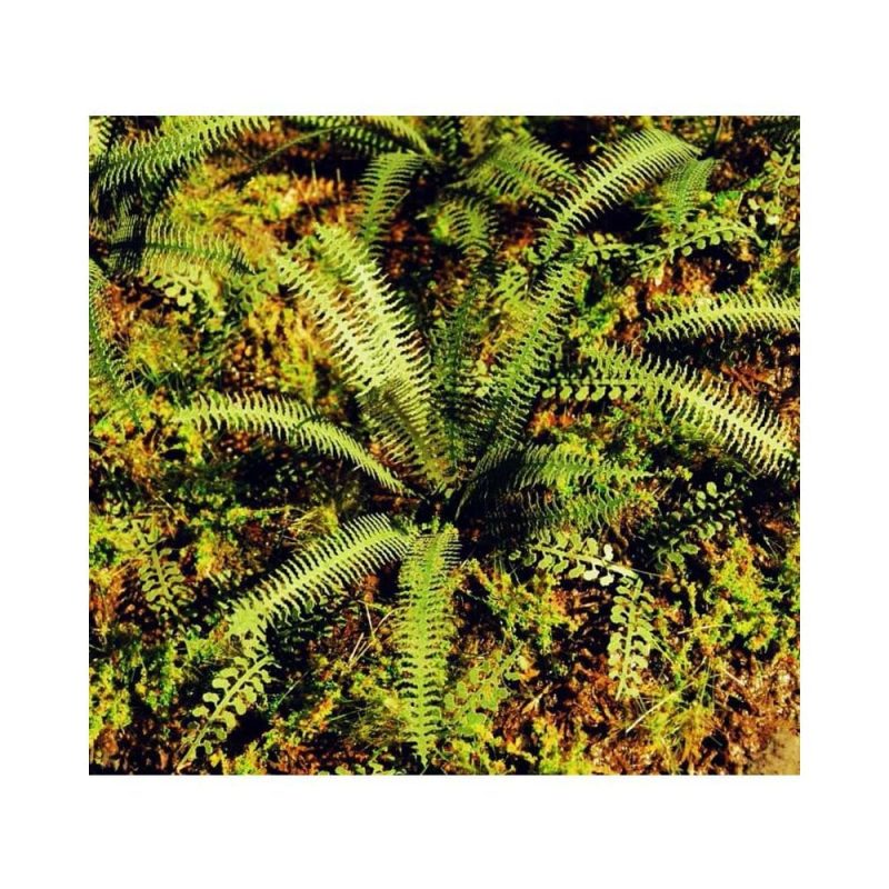 Tropical Fern 1:35 / 1:48 (1pc) Model Scene VG3-037