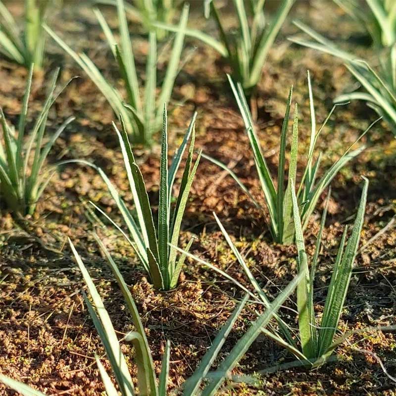 Grass Tufts Green (1:32 / 1:35 / 1:48) VG3-041 Model Scene